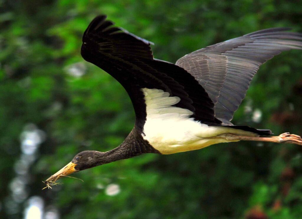 der schwarzstorch beim nestbau, Foto: Manfred Mund